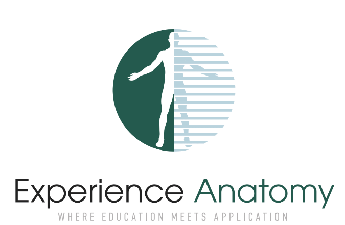 Experience Anatomy